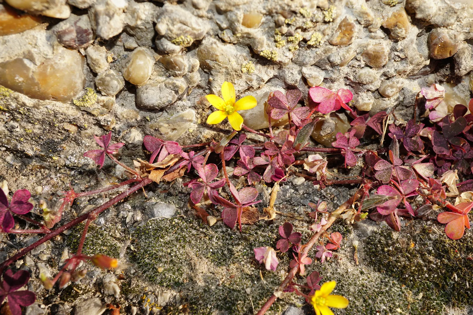Wood Sorrel (Oxalis Acetosella) — carpet-like ground cover reaching 2 to 5 inches in height; hardy in zones 3-9, it spreads through rhizomes, making it ideal