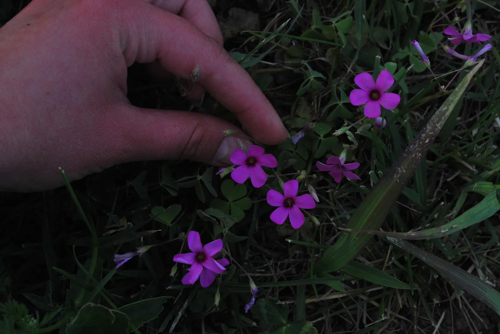 Wood Sorrel (Oxalis Acetosella) — and other shade-loving species; vibrant green it adds to shaded sections of their garden, image 104