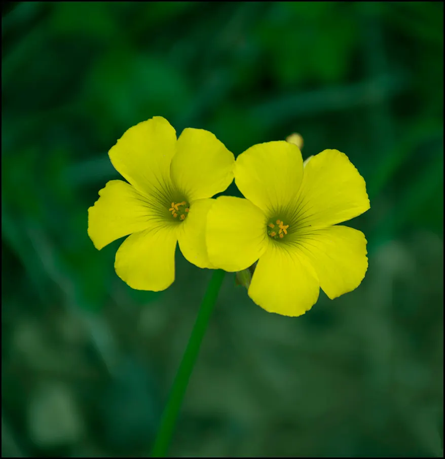 Wood Sorrel (Oxalis Acetosella) — Clients will appreciate its whimsical form and the refreshing; vibrant green it adds to shaded sections of their, image 108