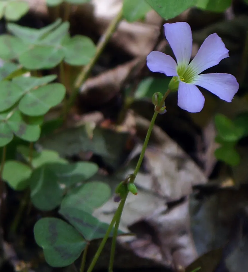 Wood Sorrel (Oxalis Acetosella) — vibrant green it adds to shaded sections of their garden; hardy in zones 3-9, it spreads through rhizomes, making, image 109