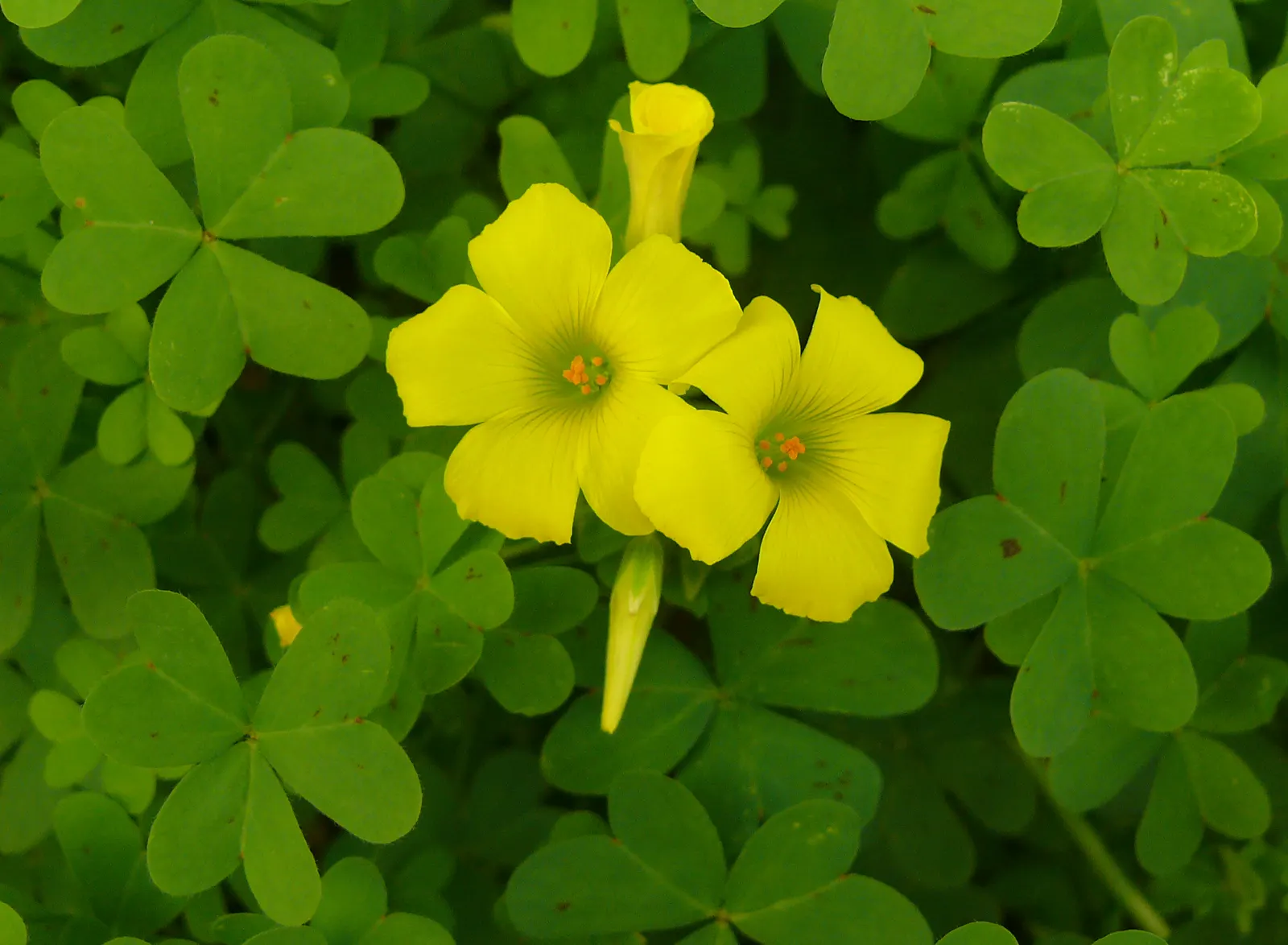 Wood Sorrel (Oxalis Acetosella) — Its trifoliate, clover-like leaves and delicate white, veined flowers give a woodland feel