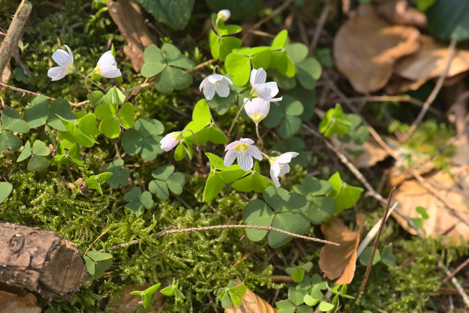 Wood Sorrel (Oxalis Acetosella) — held aloft on stems that rise just above the foliage.<br><br>Wood Sorrel prefers partial to full shade; hardy in, image 153