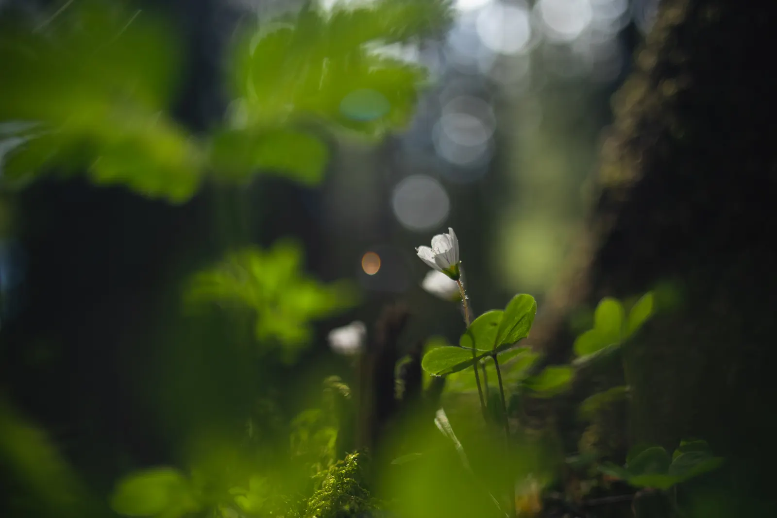 Wood Sorrel (Oxalis Acetosella) — making it an excellent choice for woodland gardens or shaded areas where many other plants may struggle; adding a, image 126