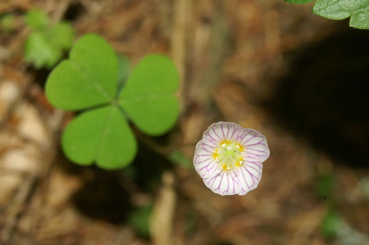 Wood Sorrel (Oxalis Acetosella) — Its trifoliate, clover-like leaves and delicate white, veined flowers give a woodland feel; adding a subtle pop, image 142