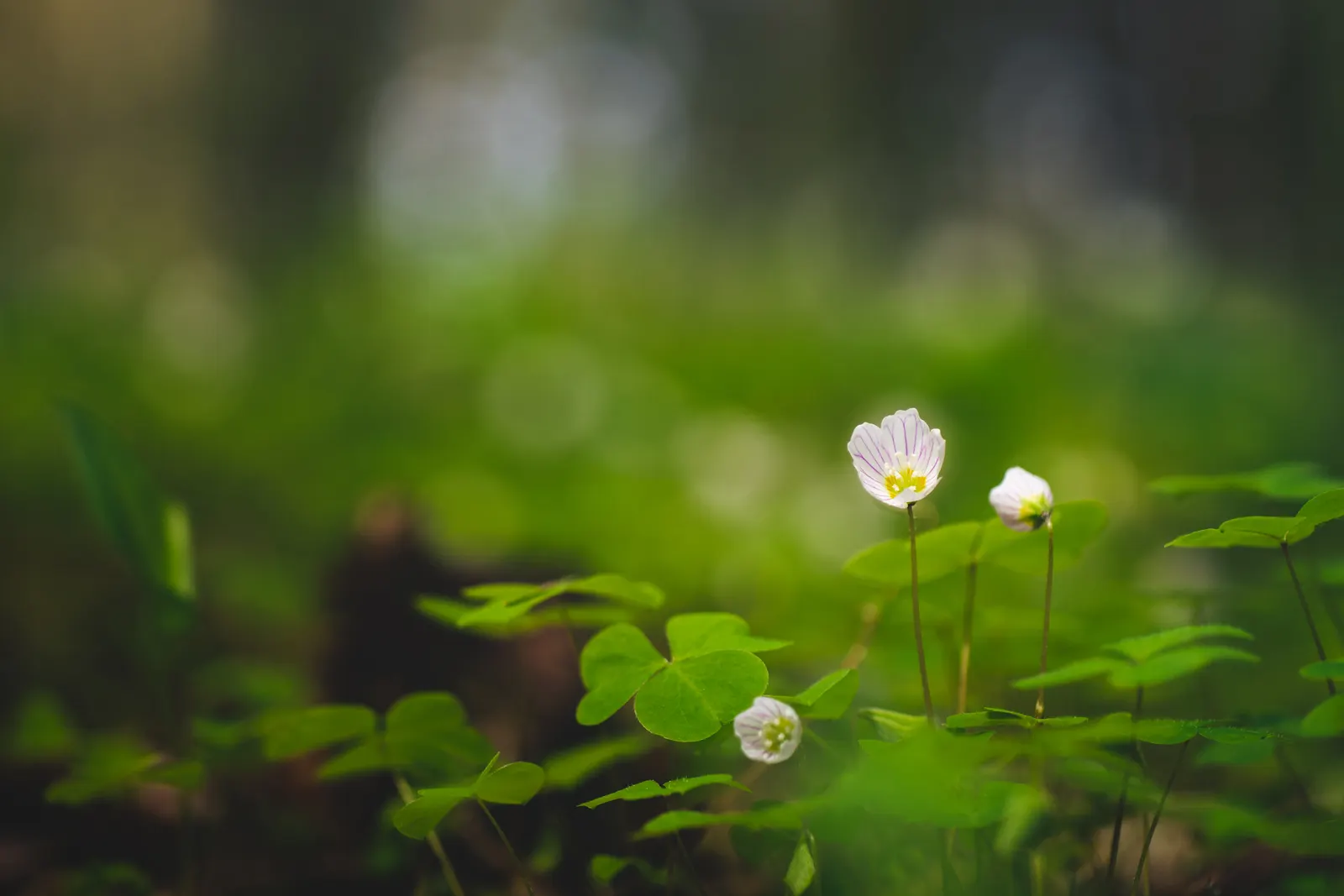Wood Sorrel (Oxalis Acetosella) — Its trifoliate, clover-like leaves and delicate white, veined flowers give a woodland feel; adding a subtle pop, image 170