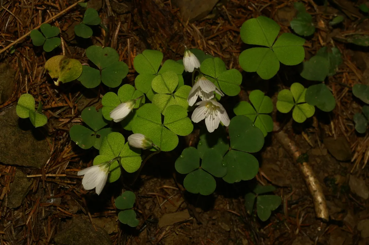 Wood Sorrel (Oxalis Acetosella) — Its trifoliate, clover-like leaves and delicate white, veined flowers give a woodland feel; adding a subtle pop of color with