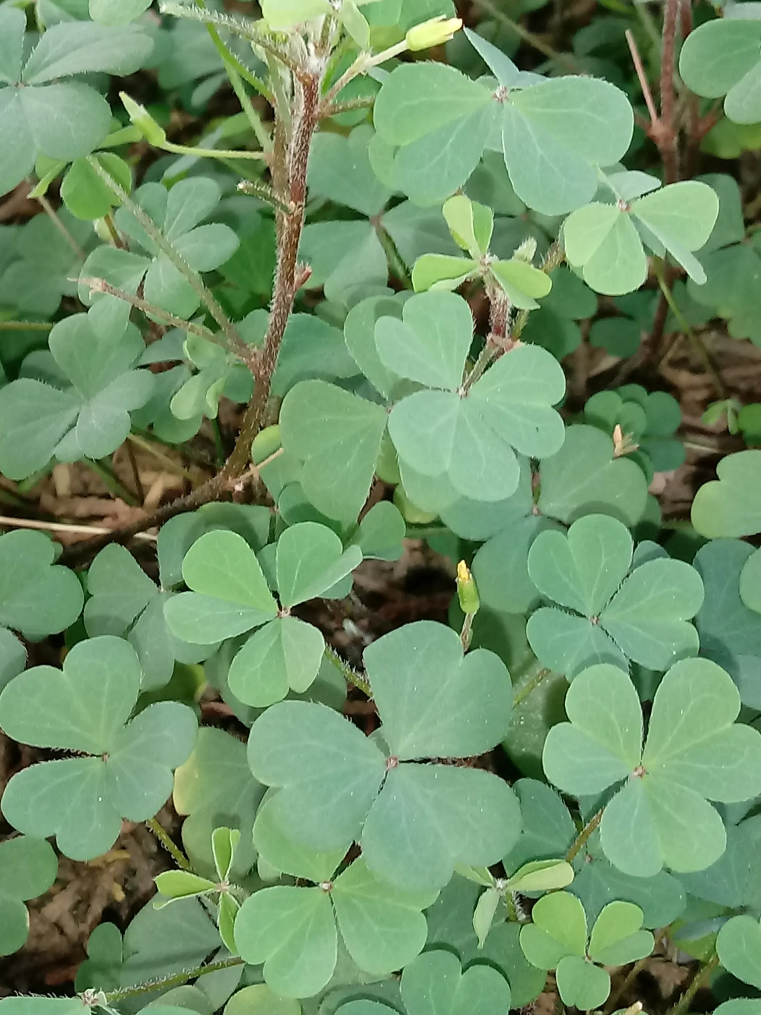 Wood Sorrel (Oxalis Acetosella) — Each flower spans roughly 0.5 to 1 inch in diameter; vibrant green it adds to shaded sections of their garden, image 96
