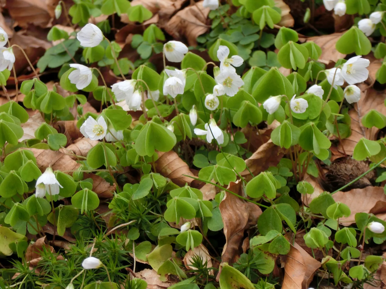 Wood Sorrel (Oxalis Acetosella) — Each flower spans roughly 0.5 to 1 inch in diameter; vibrant green it adds to shaded sections of their garden, image 152