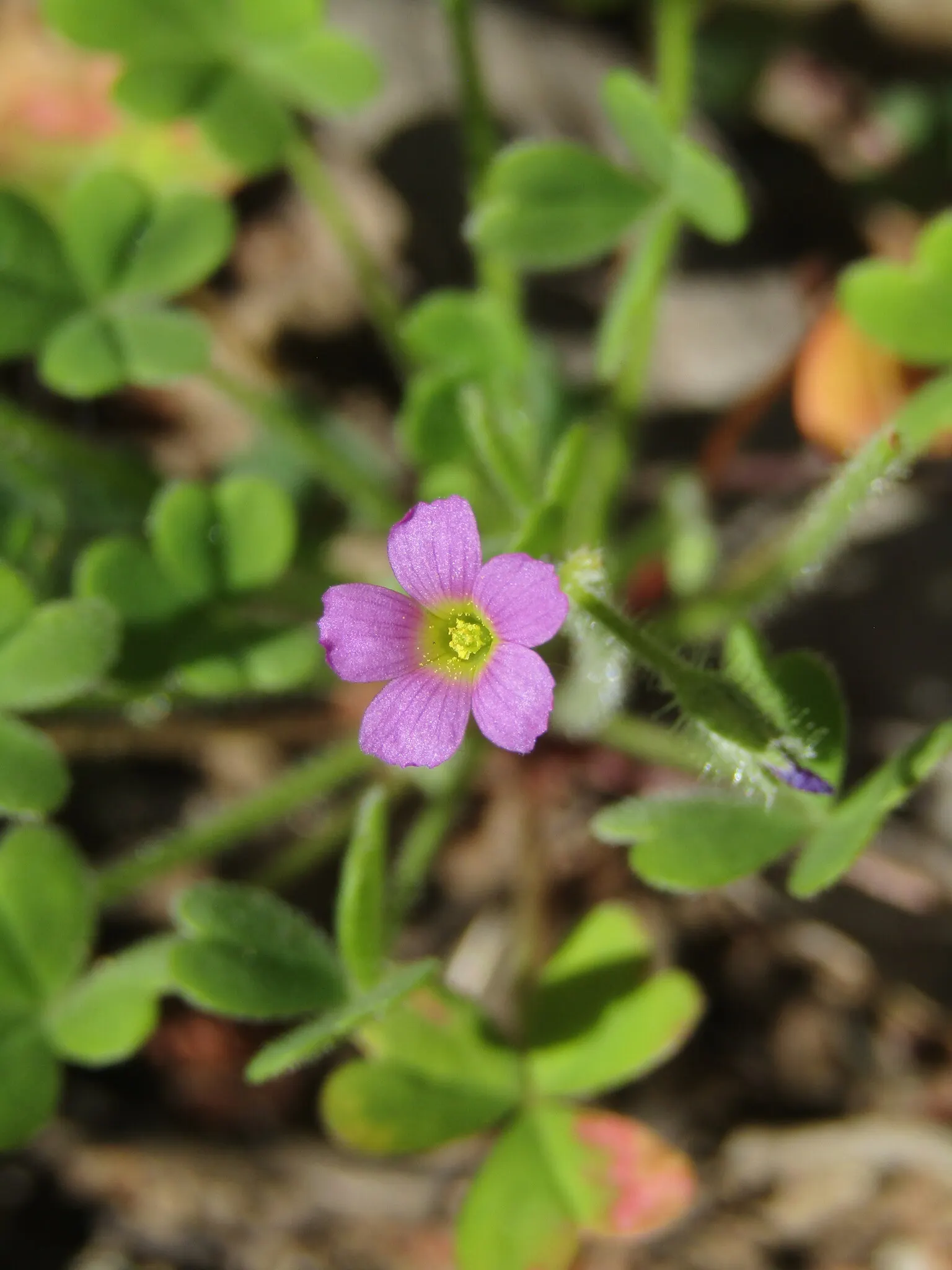 Wood Sorrel (Oxalis Acetosella) — while its modest height ensures it won't overshadow neighboring plants