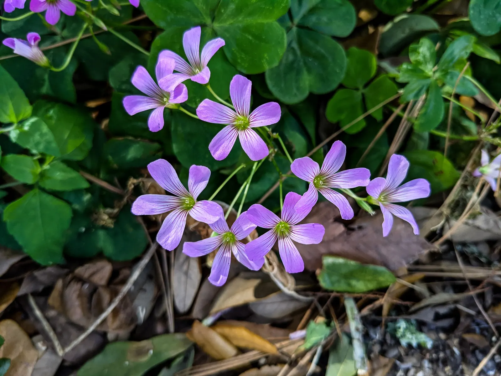 Wood Sorrel (Oxalis Acetosella) — carpet-like ground cover reaching 2 to 5 inches in height