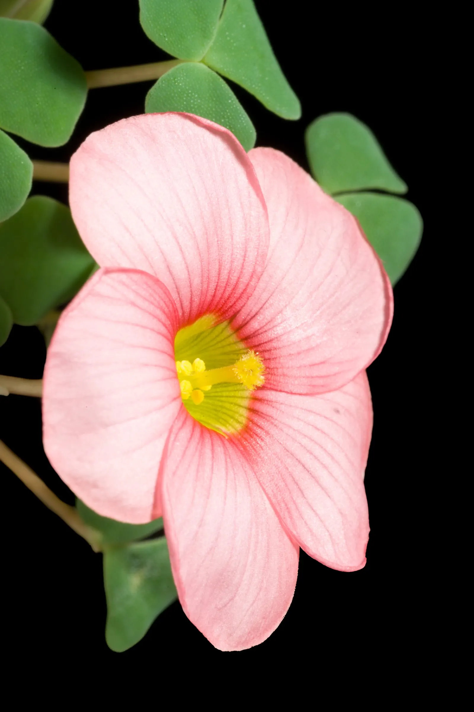Wood Sorrel (Oxalis Acetosella) — or used to fill spaces between stepping stones and along garden paths; hardy in zones 3-9, it spreads through, image 105
