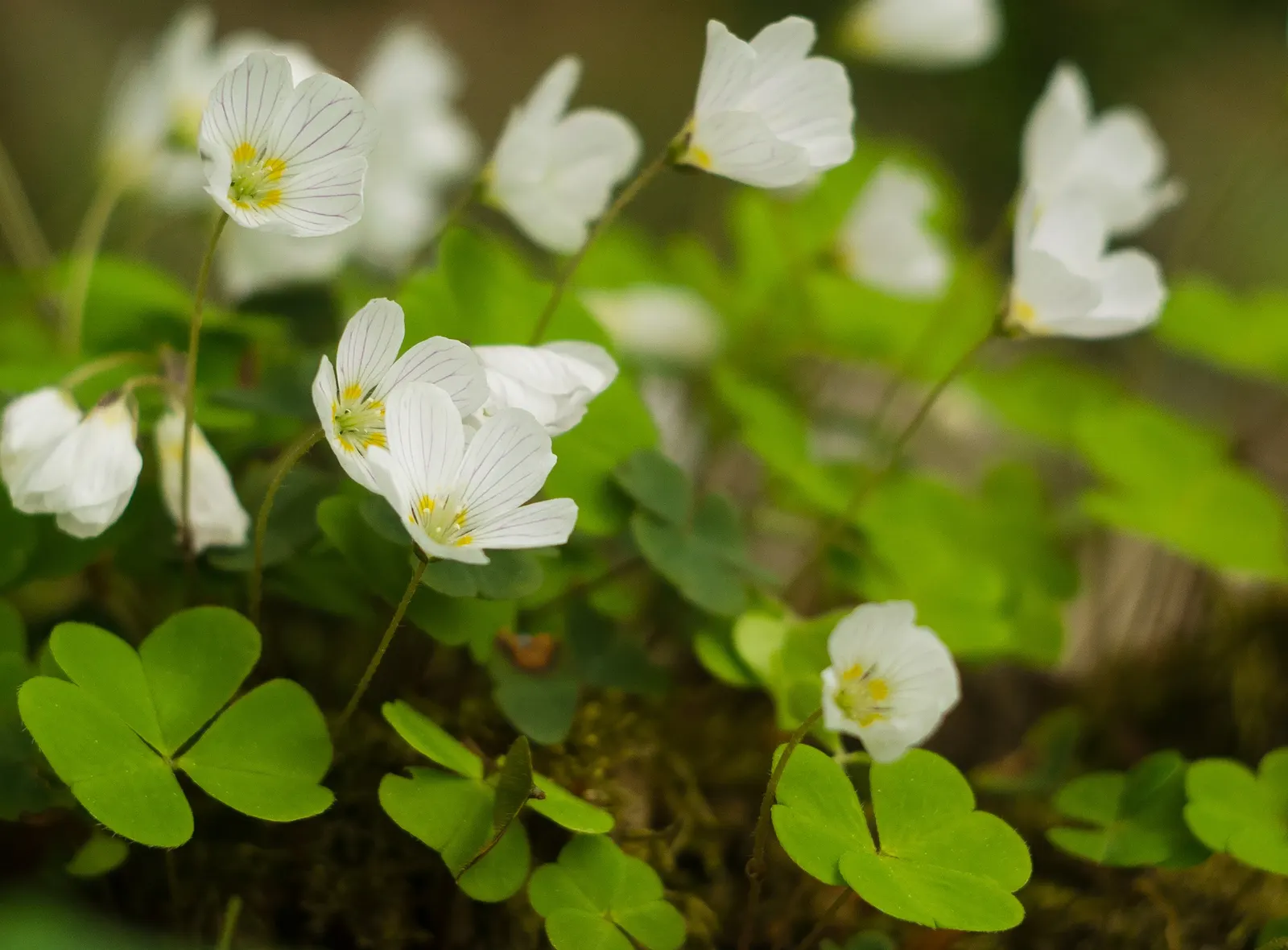 Wood Sorrel (Oxalis Acetosella) — reaching a modest height of 2-5 inches; hardy in zones 3-9, it spreads through rhizomes, making it ideal for, image 57