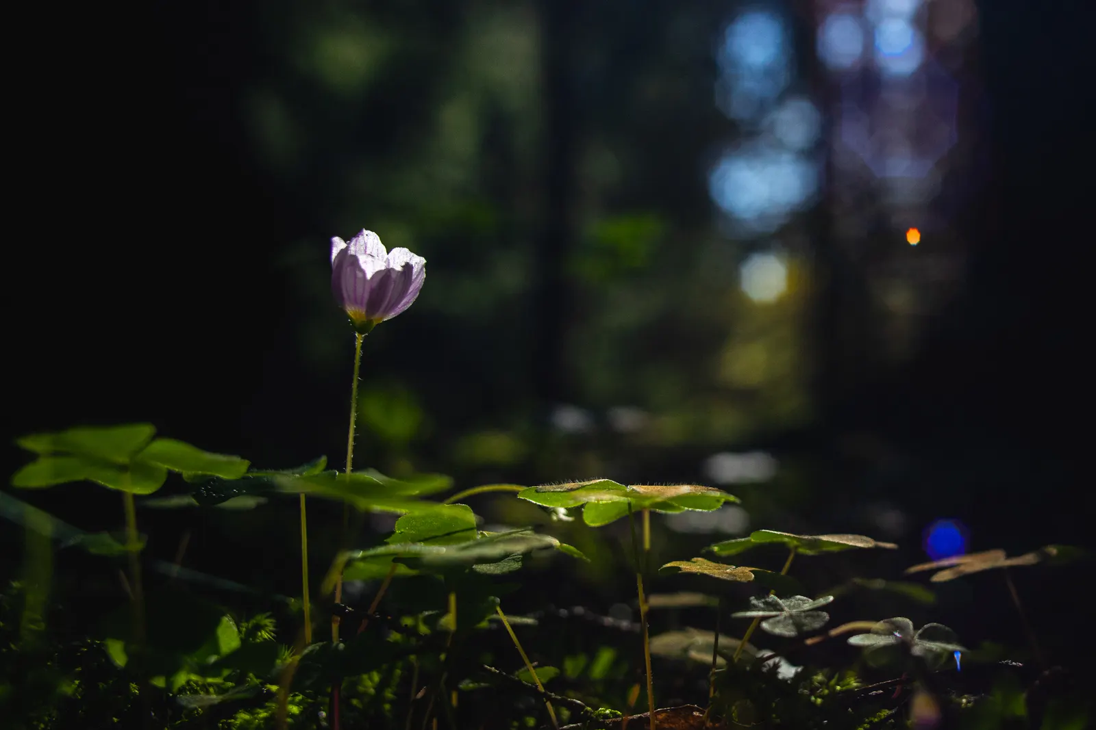 Wood Sorrel (Oxalis Acetosella) — reaching a modest height of 2-5 inches; hardy in zones 3-9, it spreads through rhizomes, making it ideal for, image 113