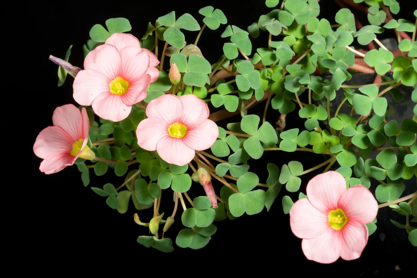 Wood Sorrel (Oxalis Acetosella) — Wood Sorrel can be incorporated as an understory plant paired with ferns