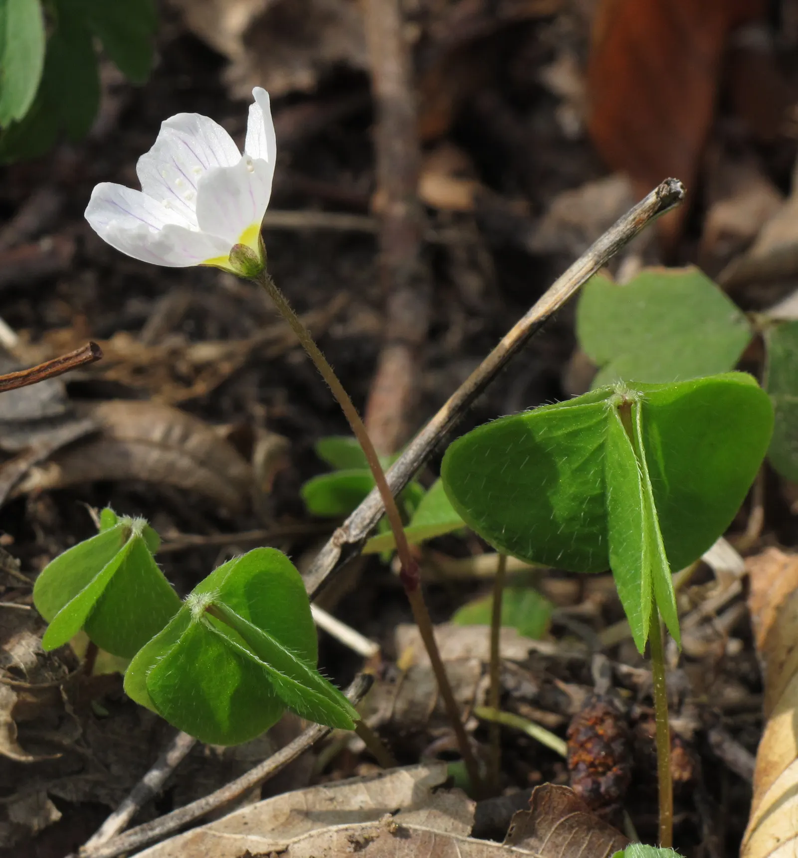 Wood Sorrel (Oxalis Acetosella) — With its trifoliate leaves that resemble shamrocks
