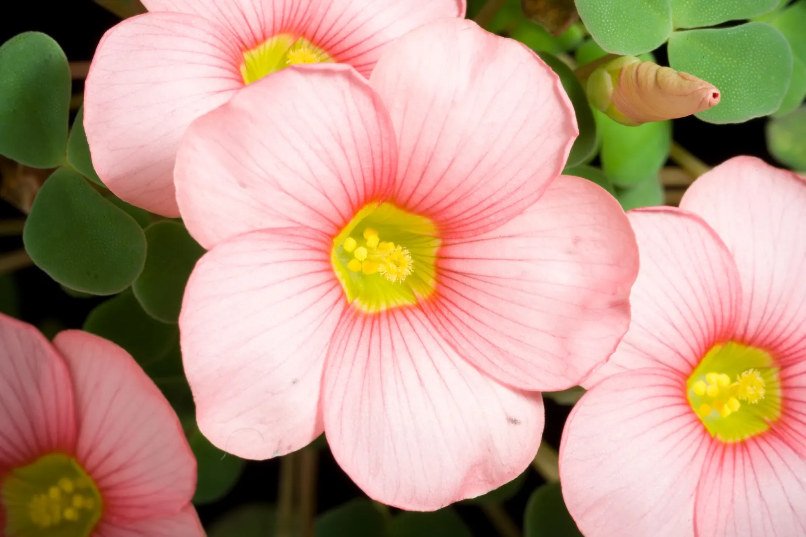 Wood Sorrel (Oxalis Acetosella) — held aloft on stems that rise just above the foliage.<br><br>Wood Sorrel prefers partial to full shade; hardy in, image 125