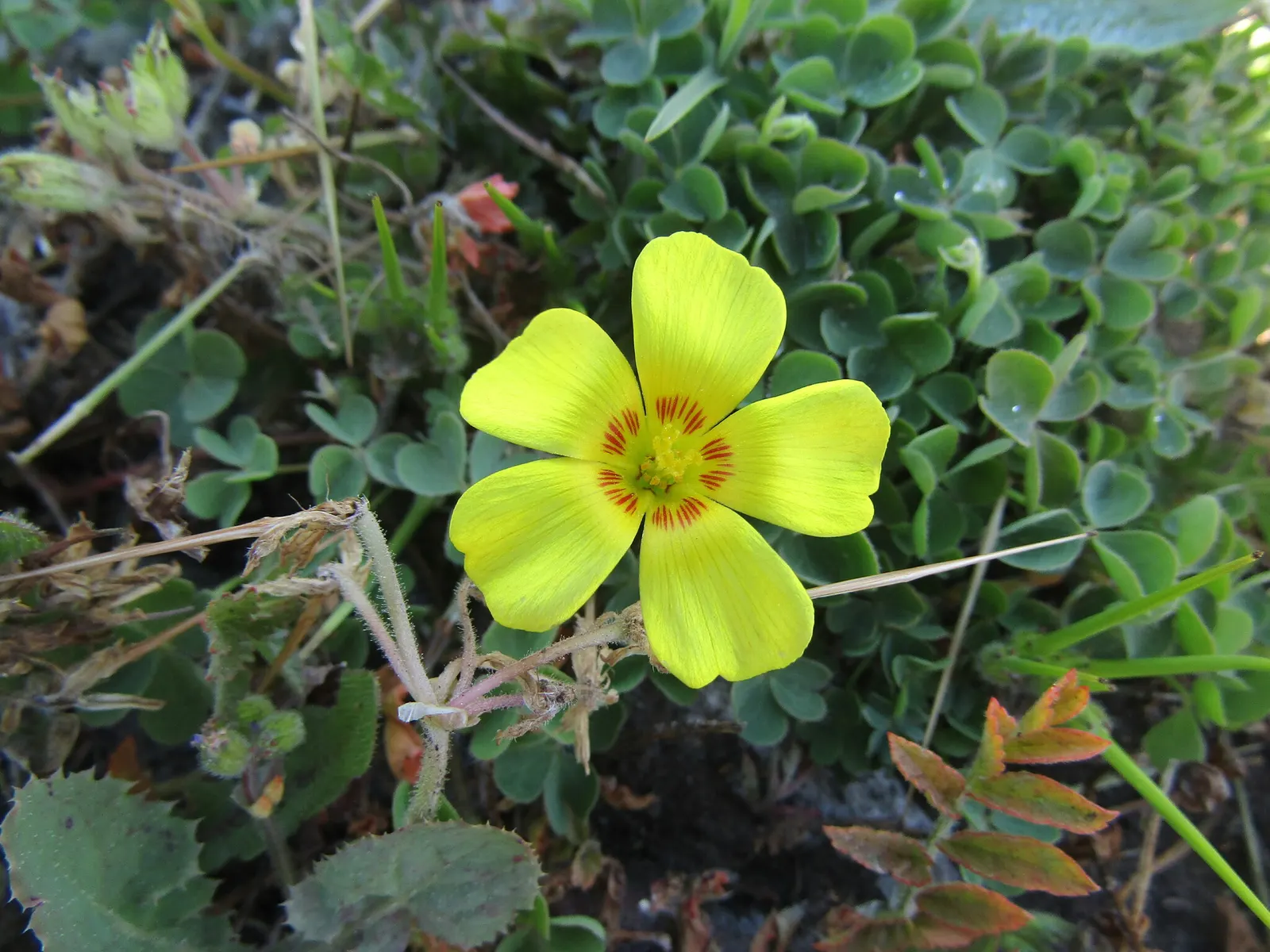 Wood Sorrel (Oxalis Acetosella) — or used to fill spaces between stepping stones and along garden paths; hardy in zones 3-9, it spreads through rhizomes