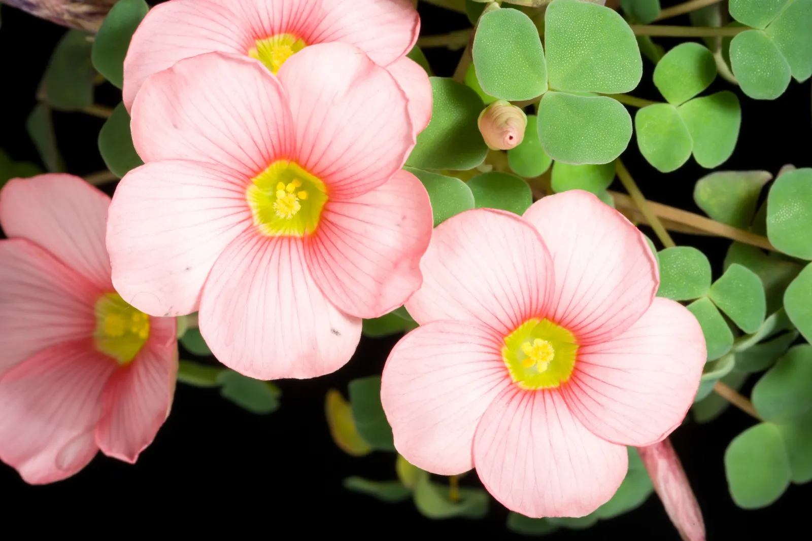 Wood Sorrel (Oxalis Acetosella) — while its modest height ensures it won't overshadow neighboring plants; reopening with the light of, image 135