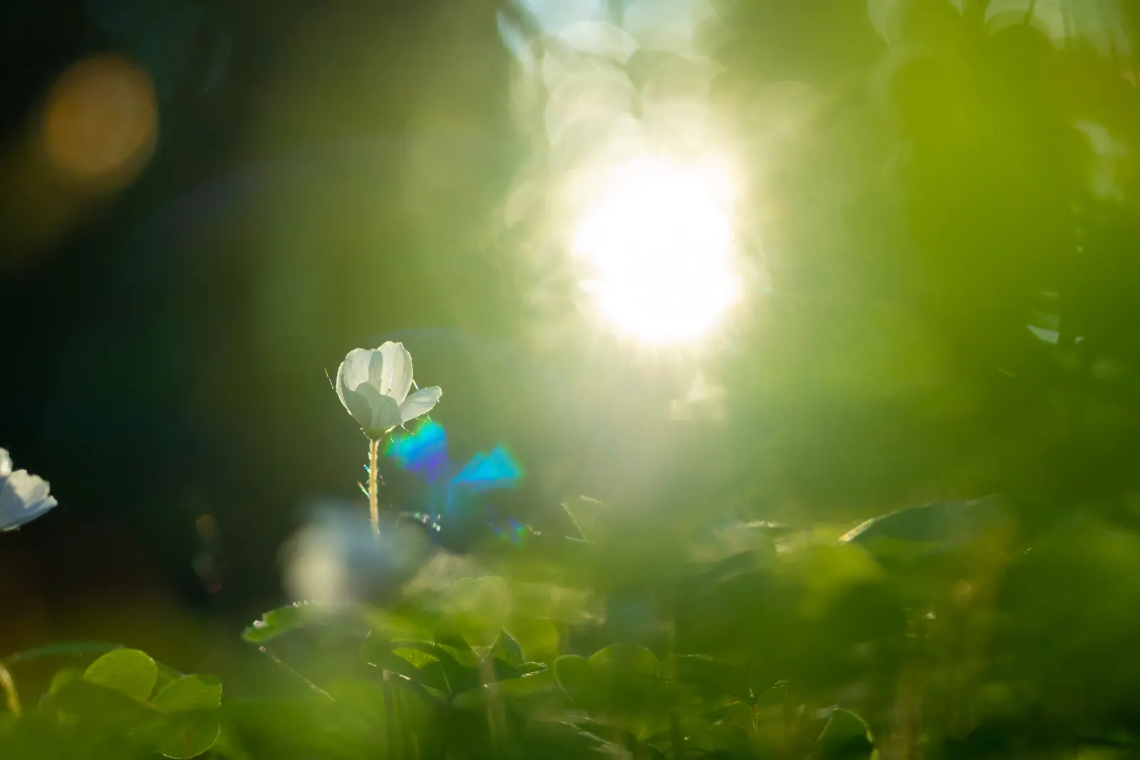 Wood Sorrel (Oxalis Acetosella) — Its low-maintenance and spreading habit create a visually appealing and cohesive green layer; adding a subtle pop, image 106