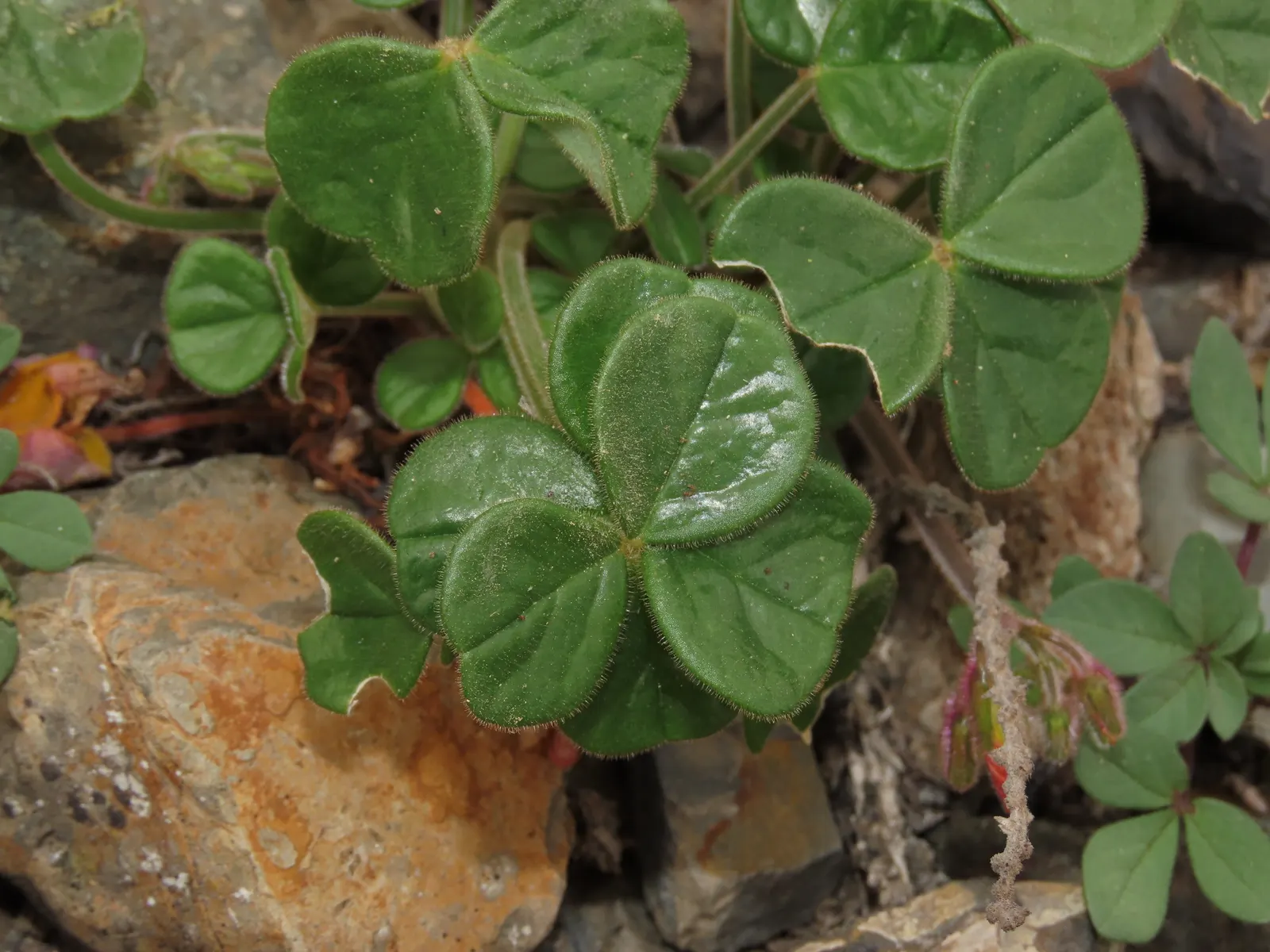 Wood Sorrel (Oxalis Acetosella) — carpet-like ground cover reaching 2 to 5 inches in height; hardy in zones 3-9, it spreads through rhizomes, image 65