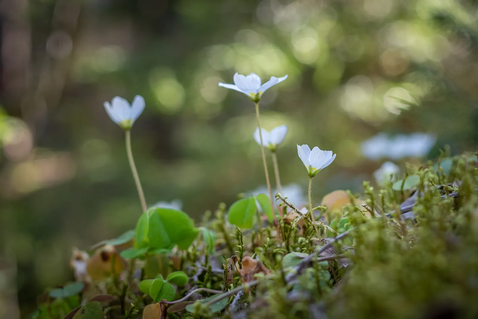 Wood Sorrel (Oxalis Acetosella) — This plant is not only aesthetically pleasing but also fascinating; its leaves exhibit nyctinasty; vibrant green, image 72