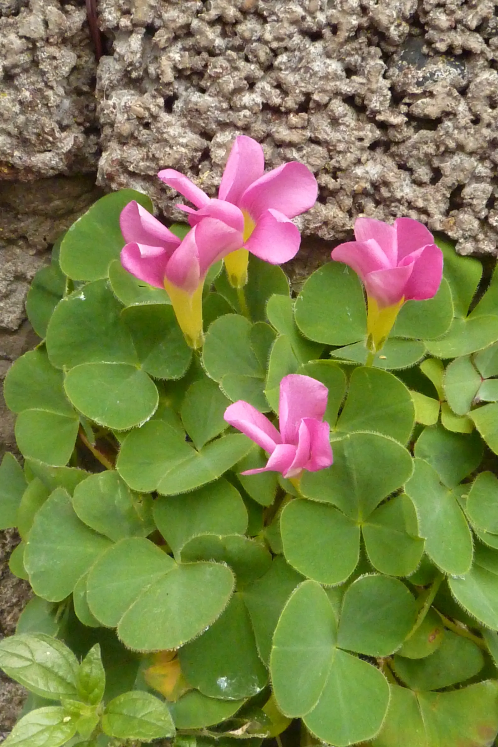 Wood Sorrel (Oxalis Acetosella) — carpet-like ground cover reaching 2 to 5 inches in height; hardy in zones 3-9, it spreads through rhizomes, image 93