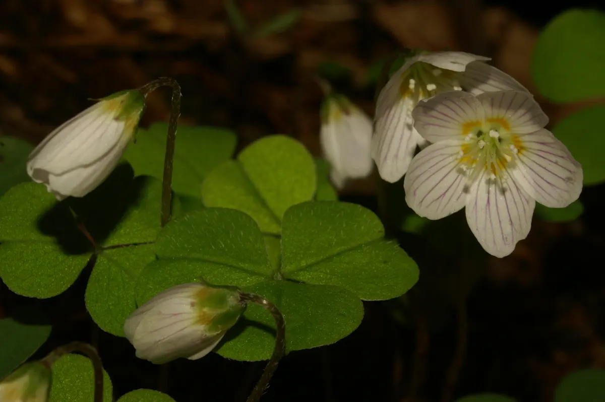 Wood Sorrel (Oxalis Acetosella) — reaching a modest height of 2-5 inches; hardy in zones 3-9, it spreads through rhizomes, making it ideal for, image 169