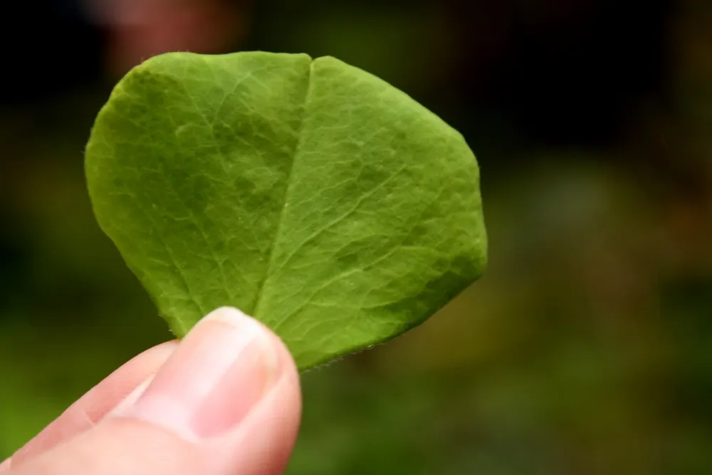 Wood Sorrel (Oxalis Acetosella) — veined flowers bloom from late spring to midsummer