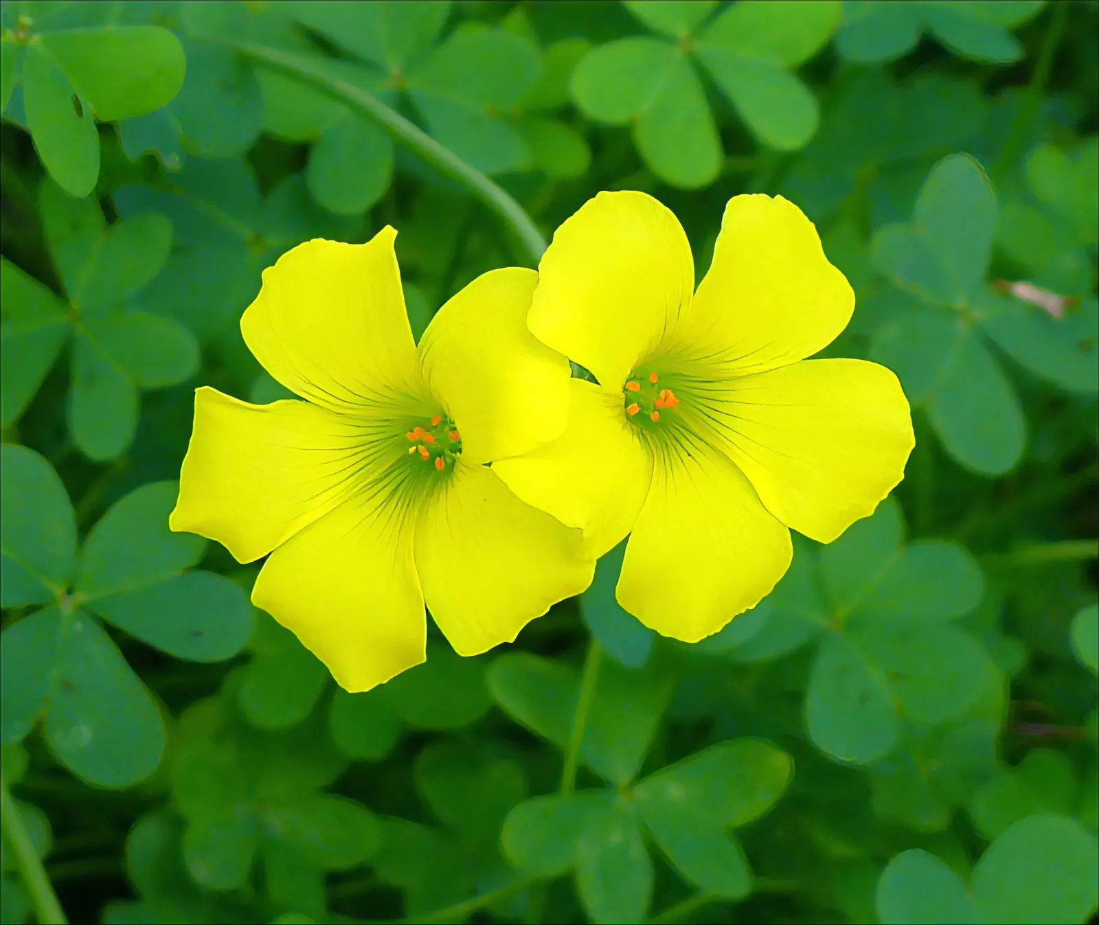 Wood Sorrel (Oxalis Acetosella) — Each flower spans roughly 0.5 to 1 inch in diameter; vibrant green it adds to shaded sections of their garden, image 68