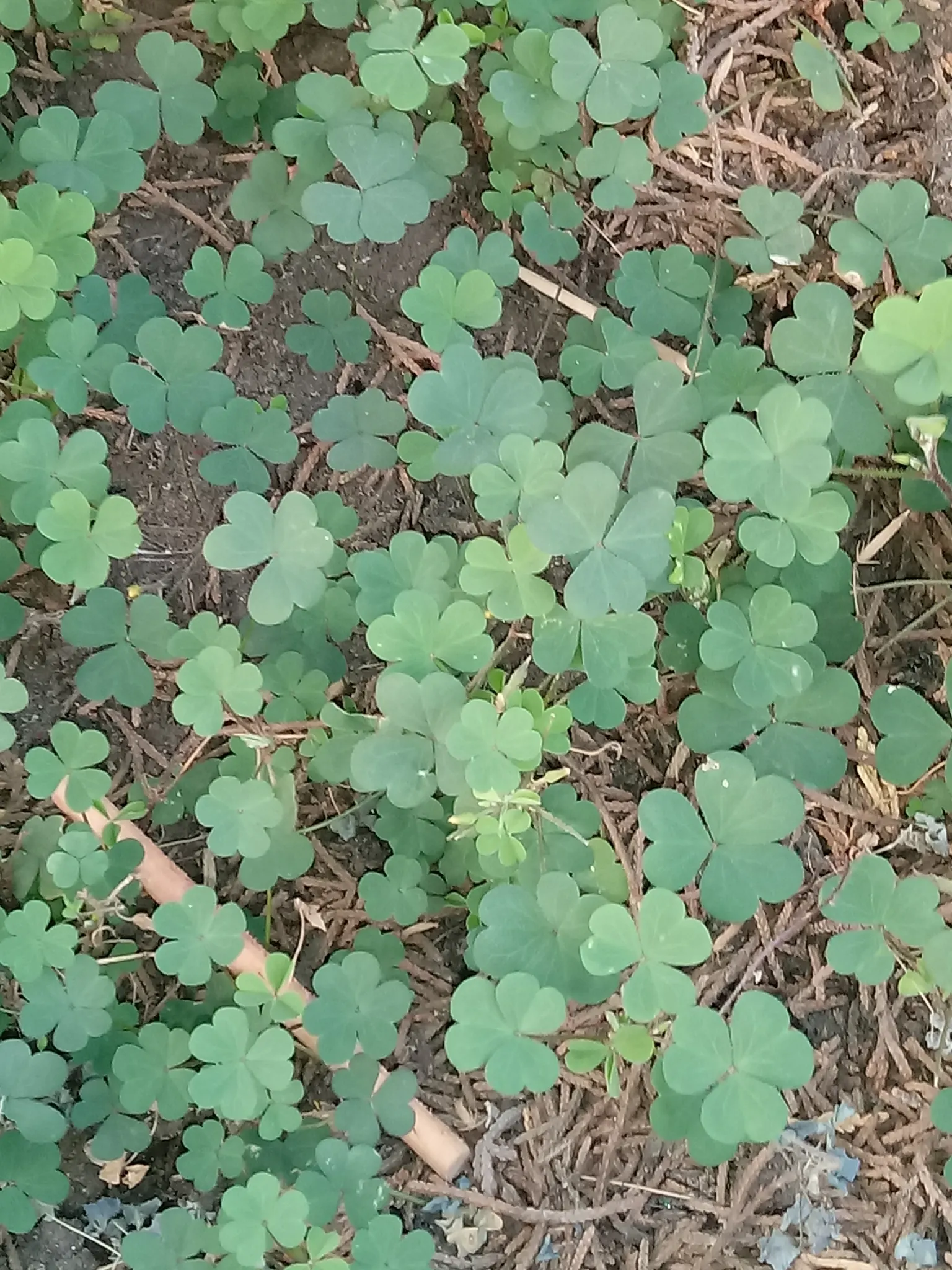 Wood Sorrel (Oxalis Acetosella) — meaning they fold up at night or in response to touch; hardy in zones 3-9, it spreads through rhizomes, making it, image 157