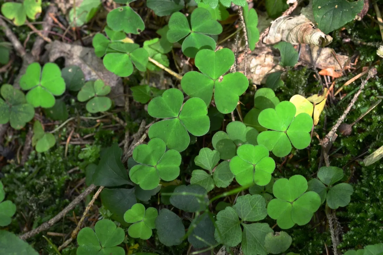 Wood Sorrel (Oxalis Acetosella) — reopening with the light of day.<br><br>When designing a landscape