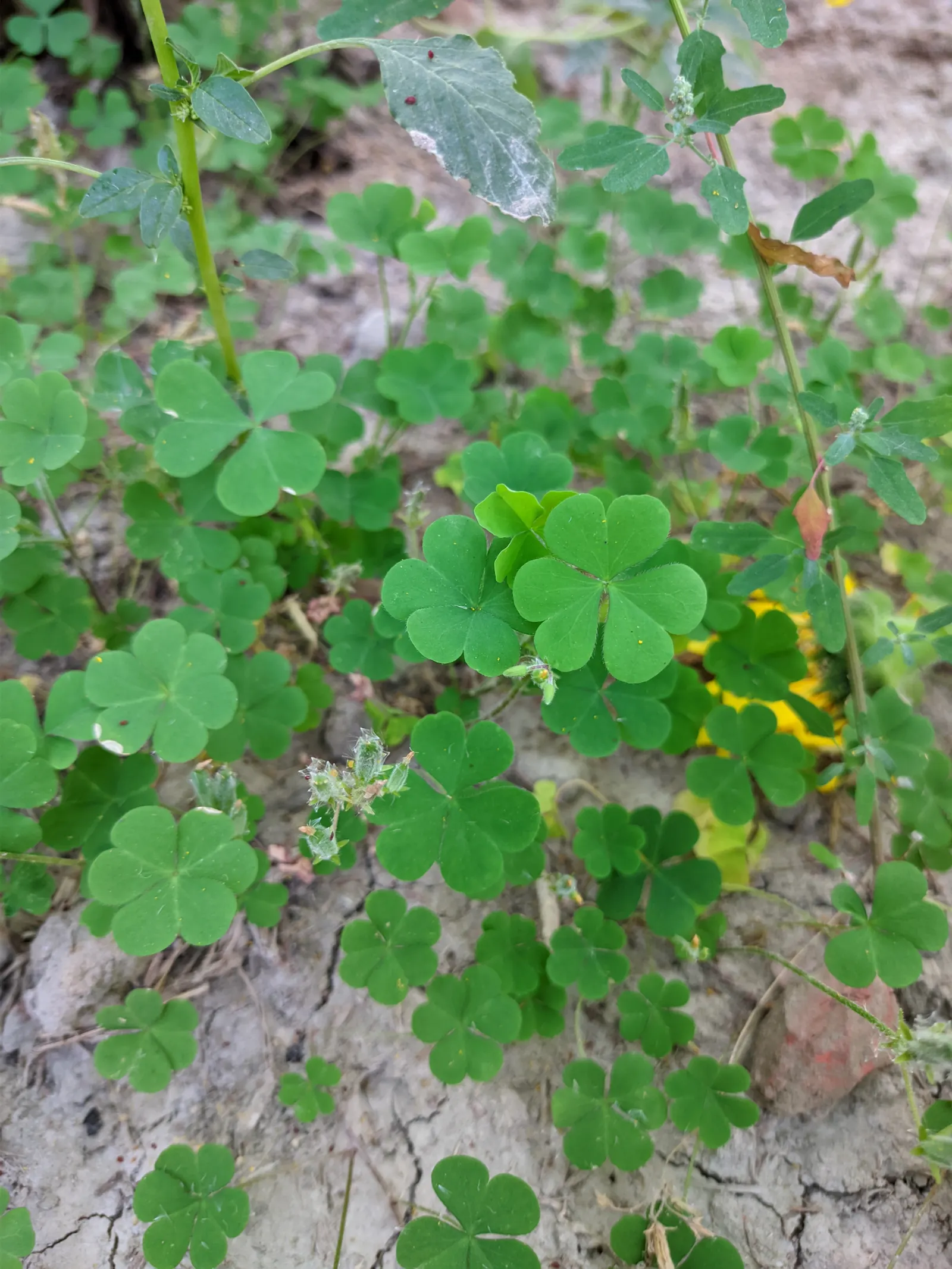 Wood Sorrel (Oxalis Acetosella) — or used to fill spaces between stepping stones and along garden paths; hardy in zones 3-9, it spreads through, image 161