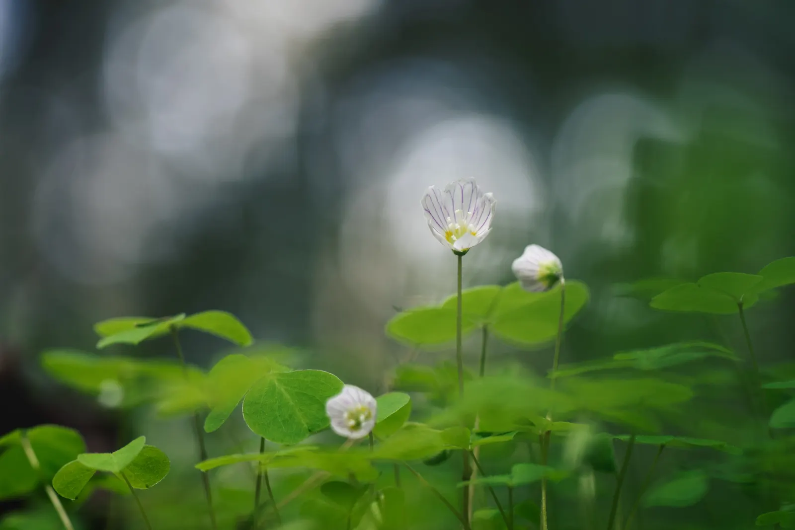 Wood Sorrel (Oxalis Acetosella) — reopening with the light of day.<br><br>When designing a landscape; adding a subtle pop of color with their, image 130