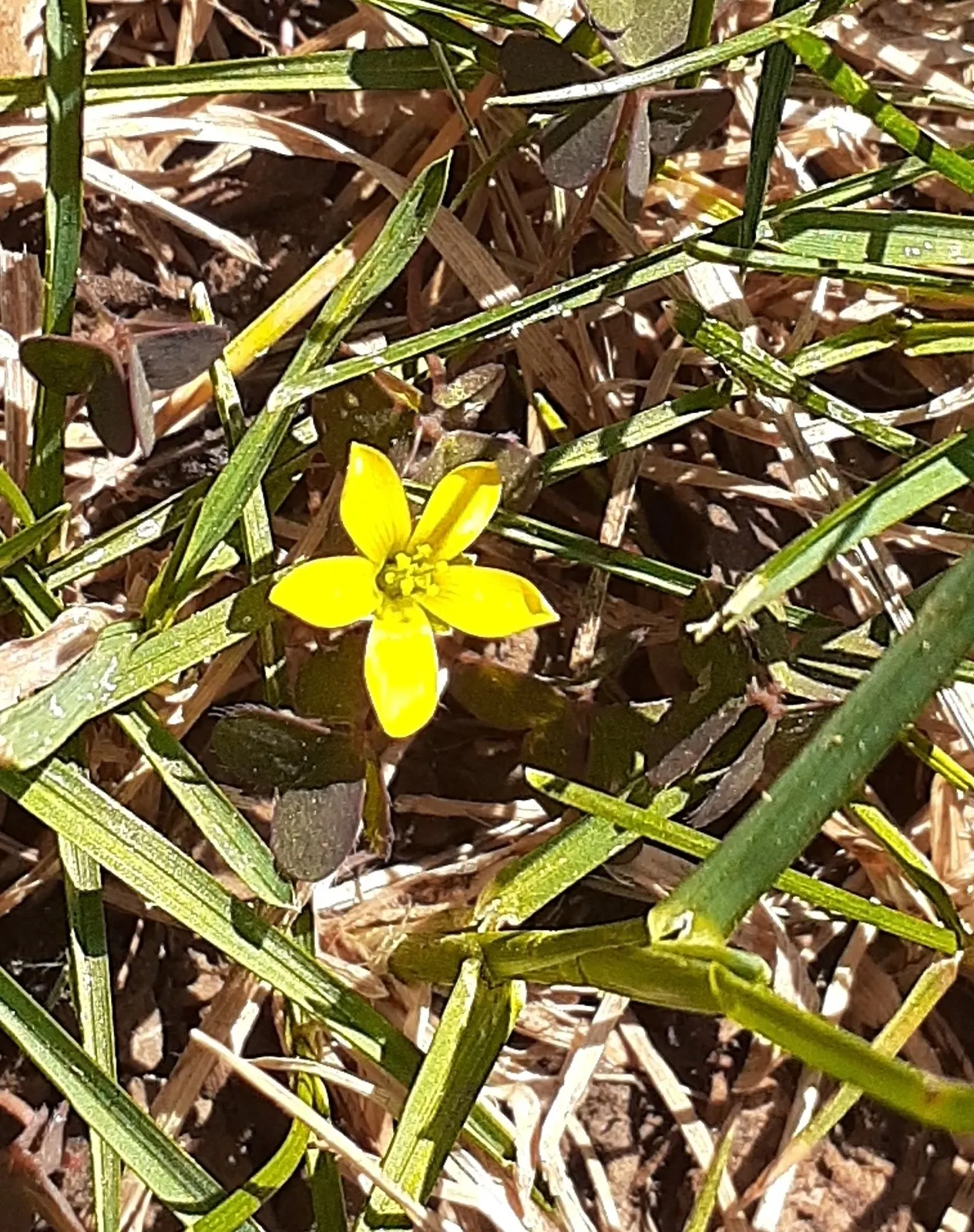 Wood Sorrel (Oxalis Acetosella) — Clients will appreciate its whimsical form and the refreshing