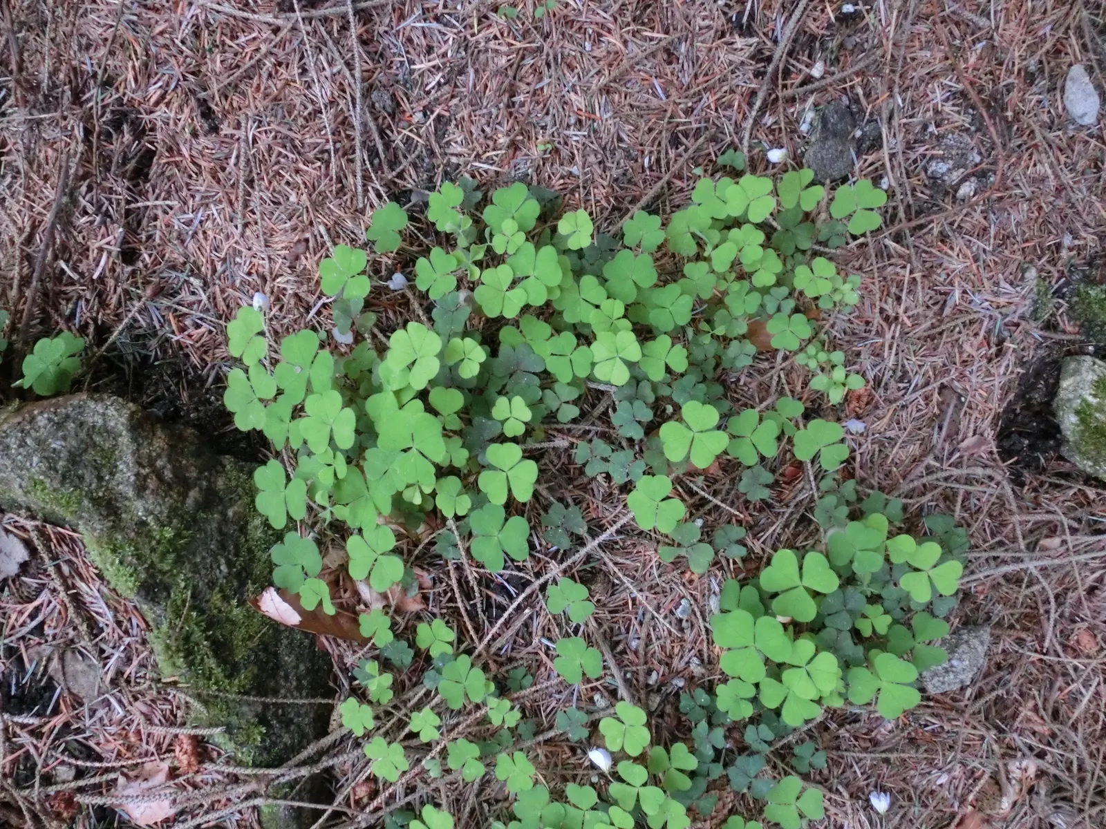 Wood Sorrel (Oxalis Acetosella) — reaching a modest height of 2-5 inches; hardy in zones 3-9, it spreads through rhizomes, making it ideal for, image 141