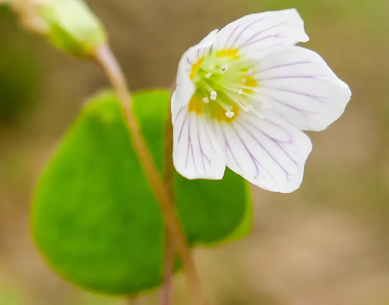 Wood Sorrel (Oxalis Acetosella) — the Wood Sorrel provides a lush; vibrant green it adds to shaded sections of their garden, image 64