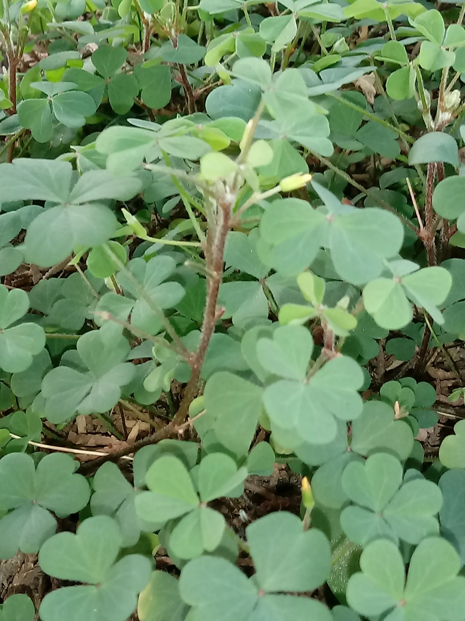 Wood Sorrel (Oxalis Acetosella) — or used to fill spaces between stepping stones and along garden paths; hardy in zones 3-9, it spreads through, image 77