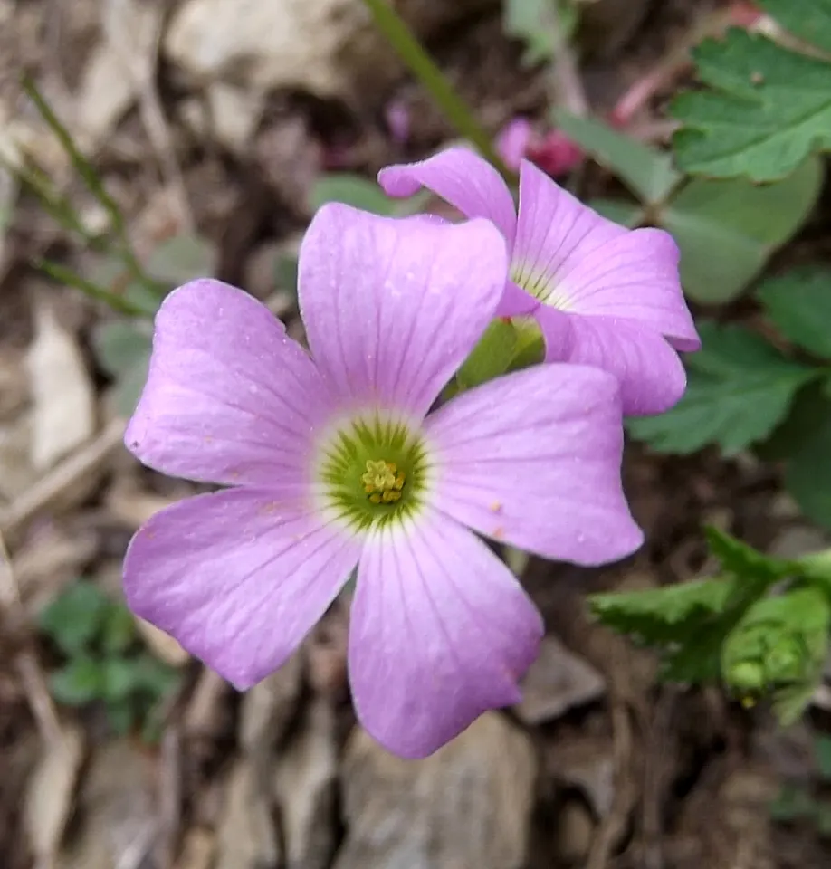 Wood Sorrel (Oxalis Acetosella) — Hardy in zones 3-9, it spreads through rhizomes, making it ideal for ground cover; vibrant green it adds to, image 144