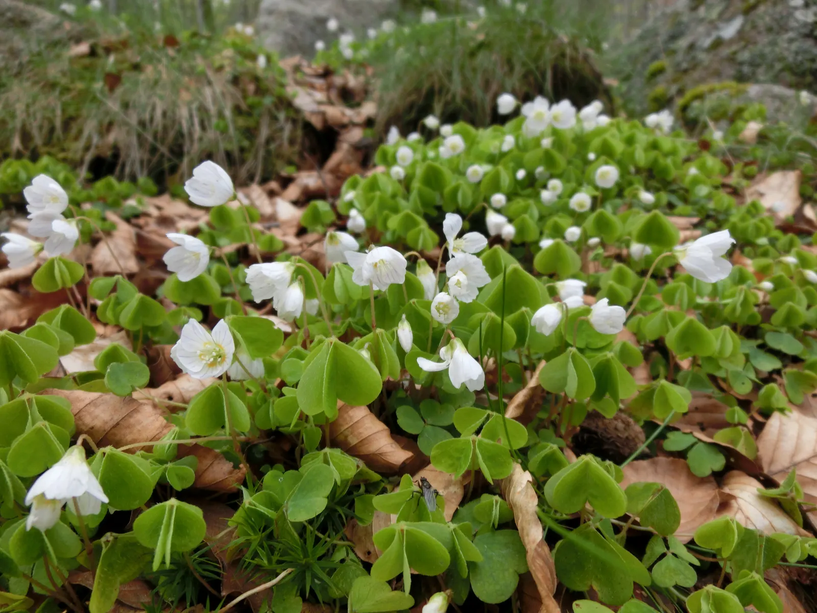Wood Sorrel (Oxalis Acetosella) — This plant is not only aesthetically pleasing but also fascinating; its leaves exhibit nyctinasty