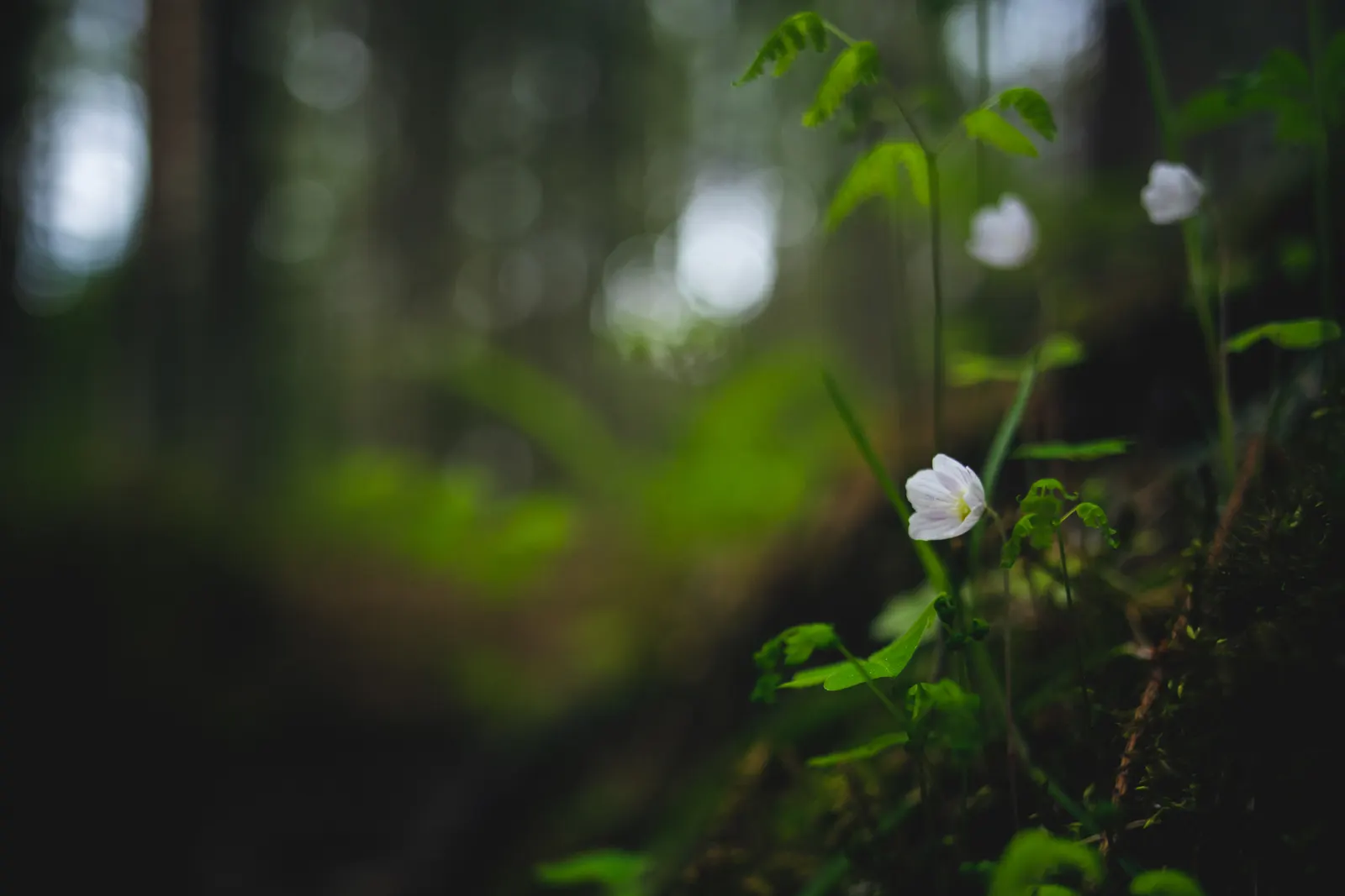 Wood Sorrel (Oxalis Acetosella) — adding a subtle pop of color with their yellow centers; reopening with the light of day.<br><br>When designing a, image 67