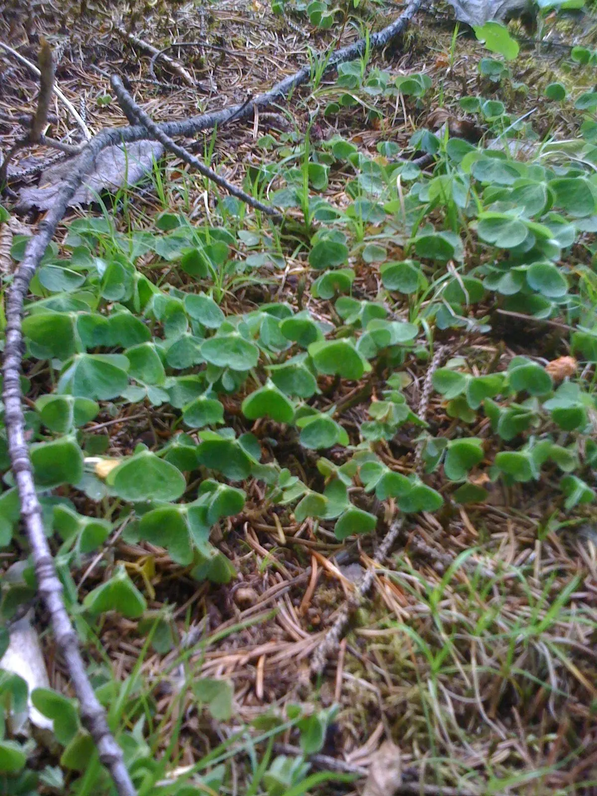 Wood Sorrel (Oxalis Acetosella) — Hardy in zones 3-9, it spreads through rhizomes, making it ideal for ground cover; vibrant green it adds to shaded sections