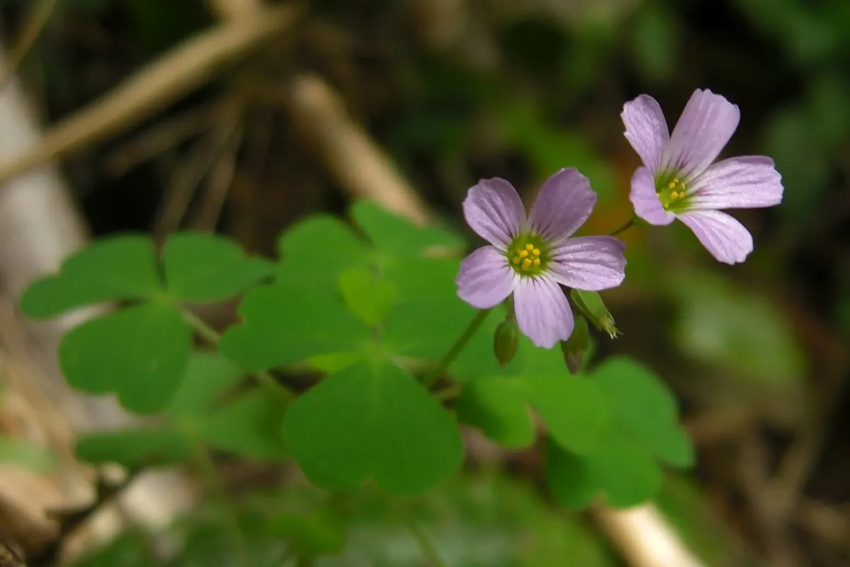 Wood Sorrel (Oxalis Acetosella) — vibrant green it adds to shaded sections of their garden; hardy in zones 3-9, it spreads through rhizomes, making, image 165