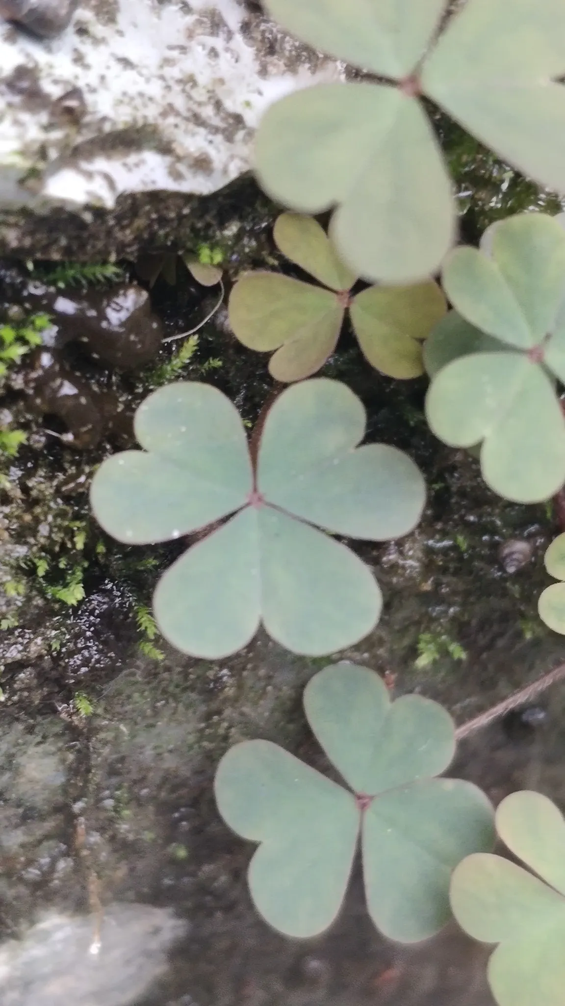 Wood Sorrel (Oxalis Acetosella) — Its low-maintenance and spreading habit create a visually appealing and cohesive green layer; adding a subtle pop, image 134