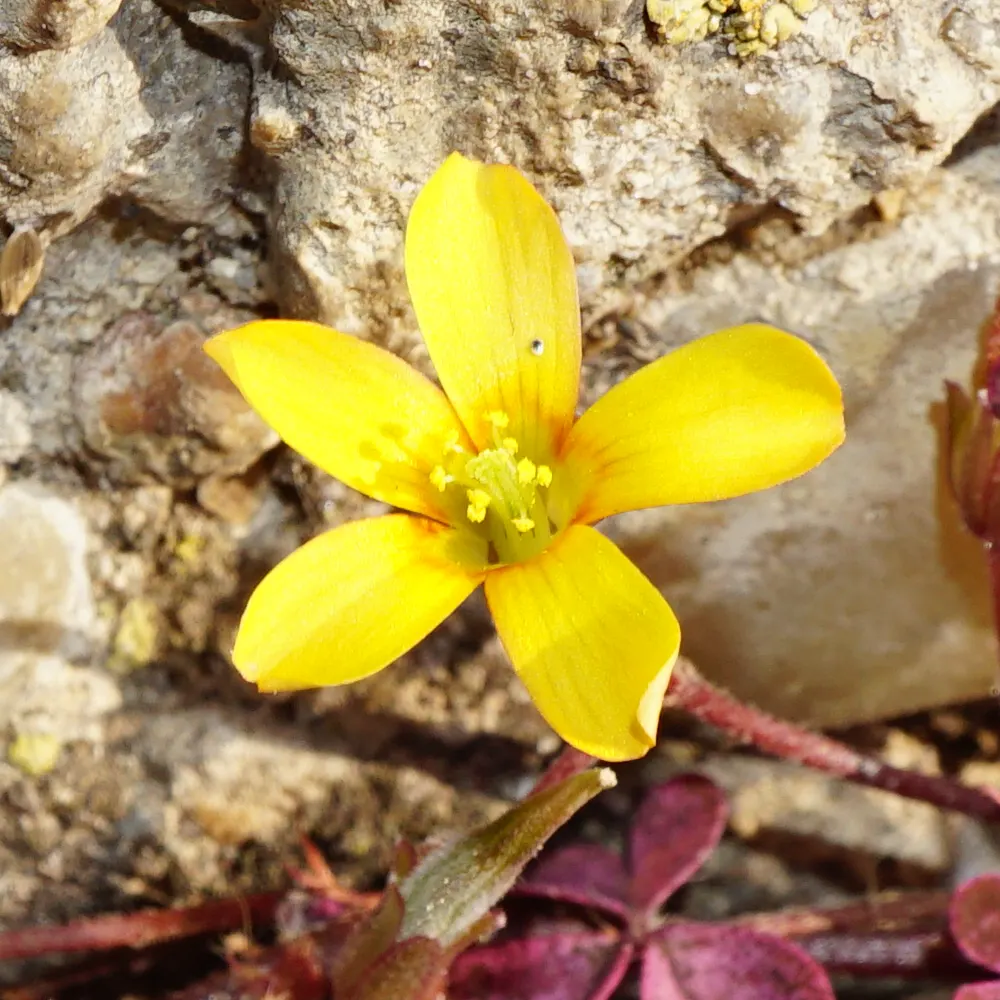 Wood Sorrel (Oxalis Acetosella) — veined flowers bloom from late spring to midsummer; adding a subtle pop of color with their yellow centers, image 94