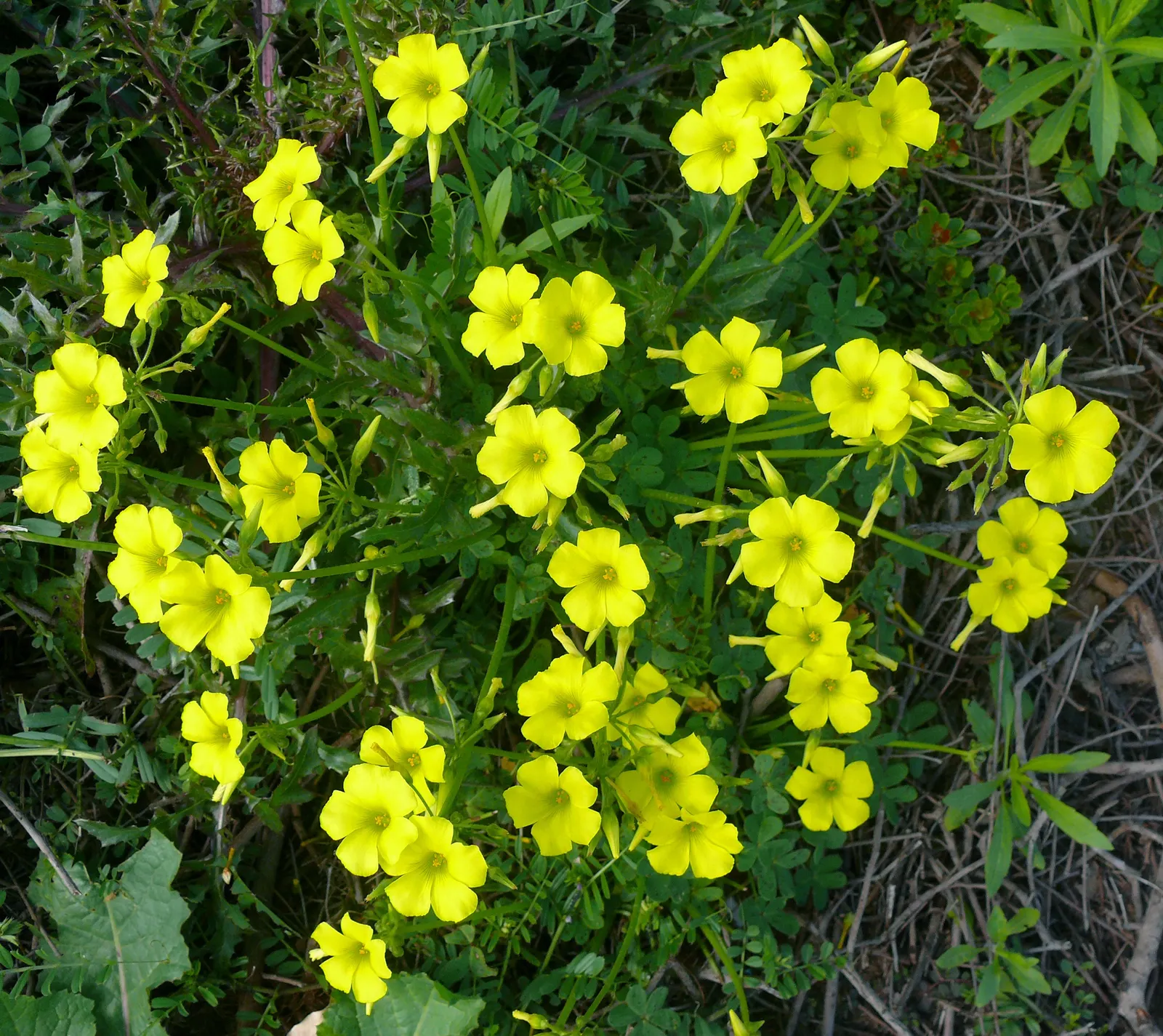 Wood Sorrel (Oxalis Acetosella) — Clients will appreciate its whimsical form and the refreshing; vibrant green it adds to shaded sections of their, image 80
