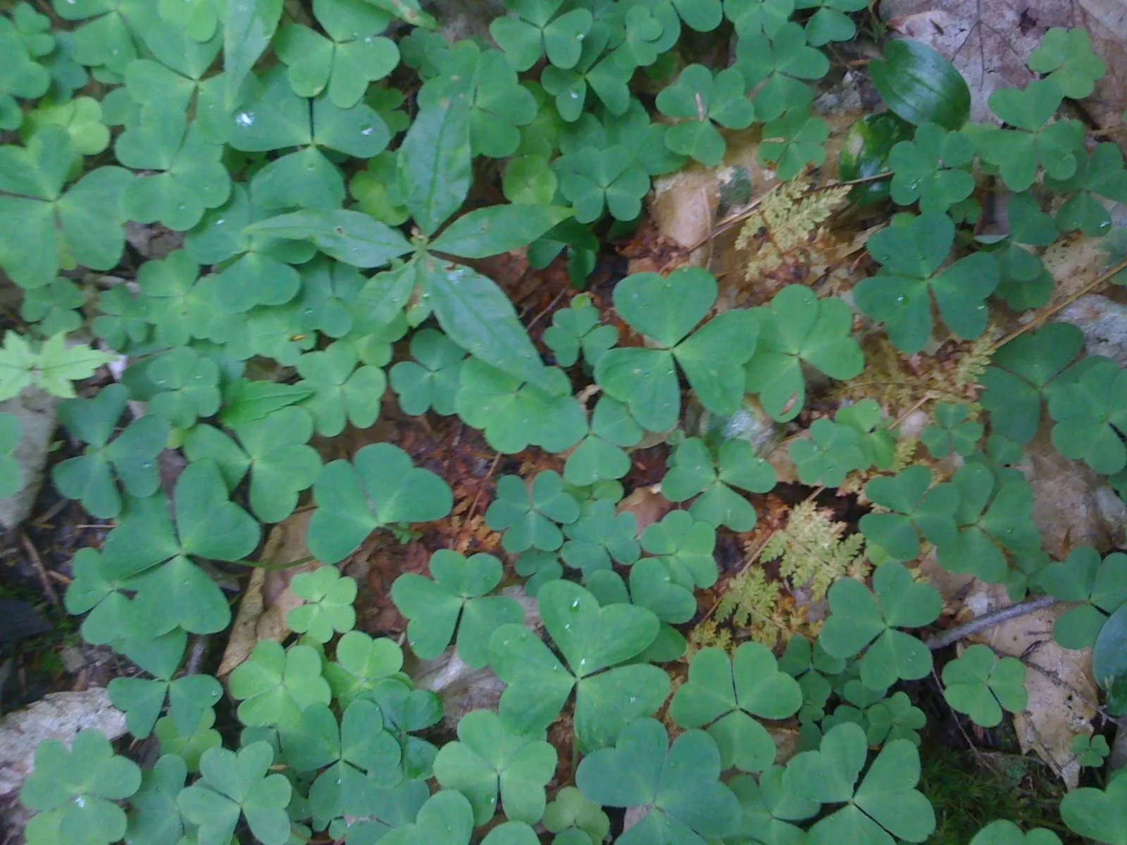 Wood Sorrel (Oxalis Acetosella) — held aloft on stems that rise just above the foliage.<br><br>Wood Sorrel prefers partial to full shade; hardy in zones 3-9