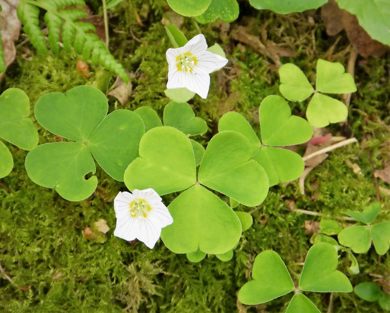 Wood Sorrel (Oxalis Acetosella) — meaning they fold up at night or in response to touch; hardy in zones 3-9, it spreads through rhizomes, making it, image 129