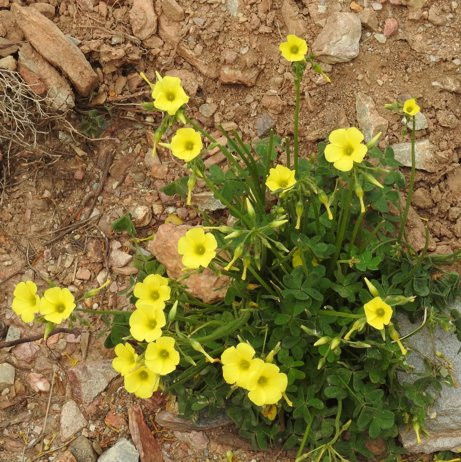 Wood Sorrel (Oxalis Acetosella) — each measuring approximately 0.5 to 1 inch across; reopening with the light of day.<br><br>When designing a, image 119