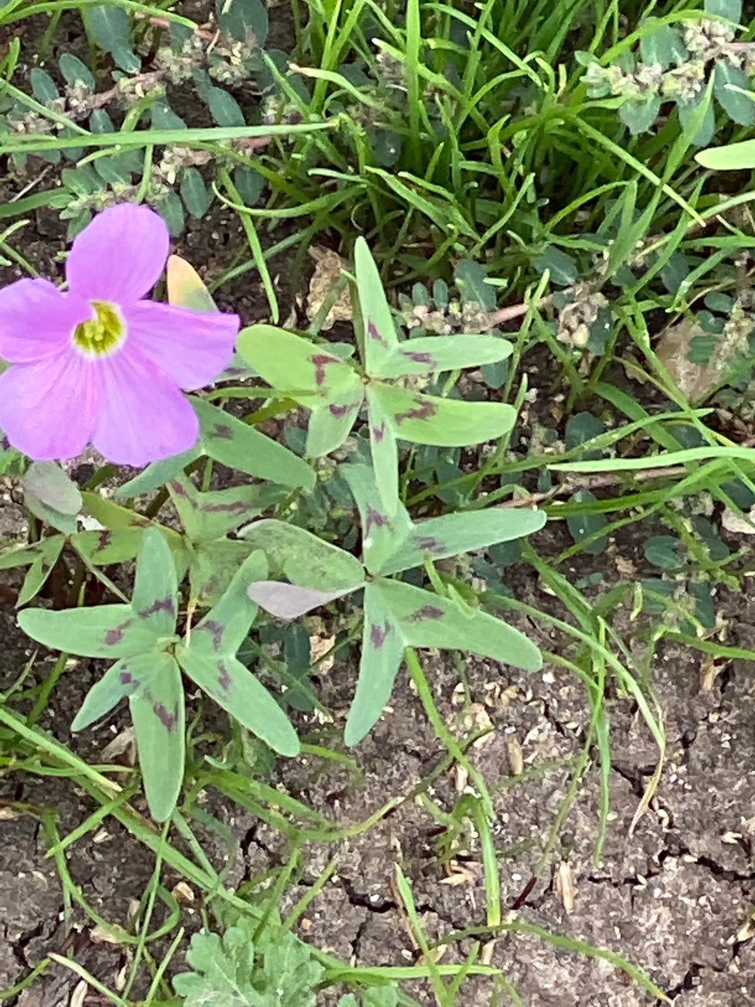 Wood Sorrel (Oxalis Acetosella) — Its low-maintenance and spreading habit create a visually appealing and cohesive green layer; adding a subtle pop, image 78