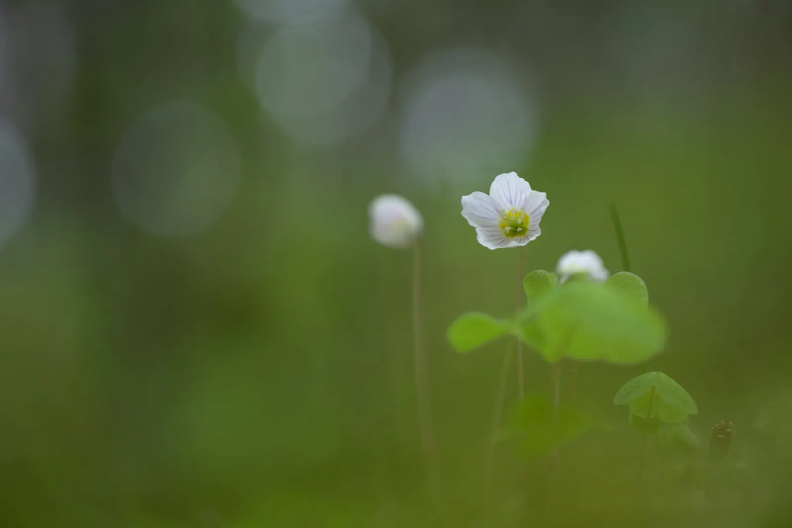 Wood Sorrel (Oxalis Acetosella) — Wood Sorrel can be incorporated as an understory plant paired with ferns; reopening with the light of, image 103